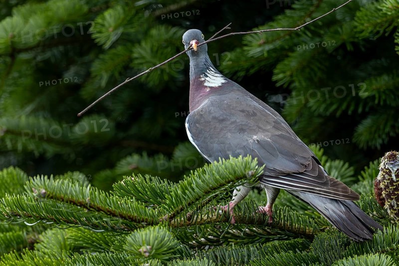 With nesting material in its beak, the wood pigeon (Columba palumbus) secures in all directions, nesting material, Germany