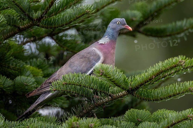 A wood pigeon (Columba palumbus) observes its surroundings attentively, as they have many predators, vigilance is the top priority, Germany