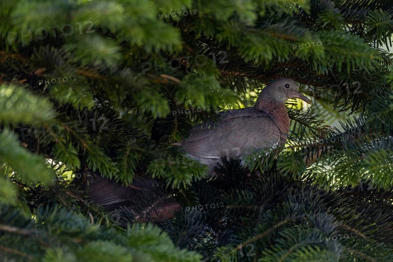 The young wood pigeon (Columba palumbus) waits patiently at the nest for its parents, in a few days it will take its first flight, young bird, Denmark