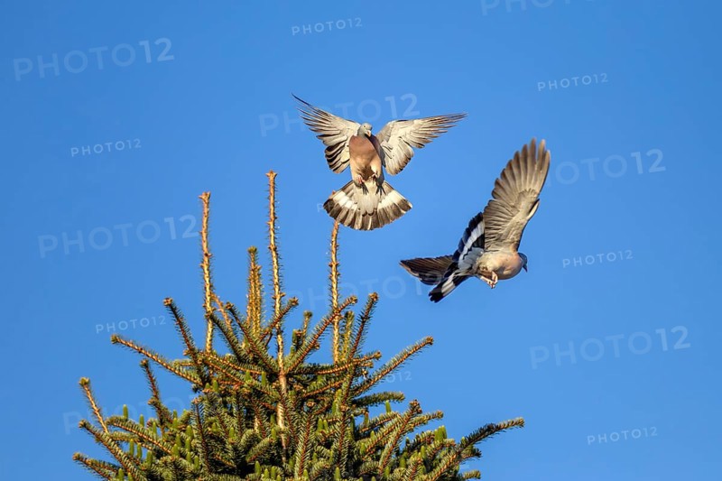 When wood pigeons (Columba palumbus) fight for a breeding place, they are not squeamish with each other, conflict, courtship behaviour, aerial combat, Germany
