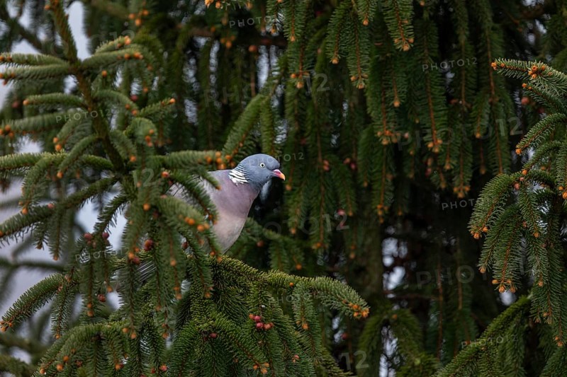 A wood pigeon (Columba palumbus) looking for a suitable nesting site in a spruce tree, Germany