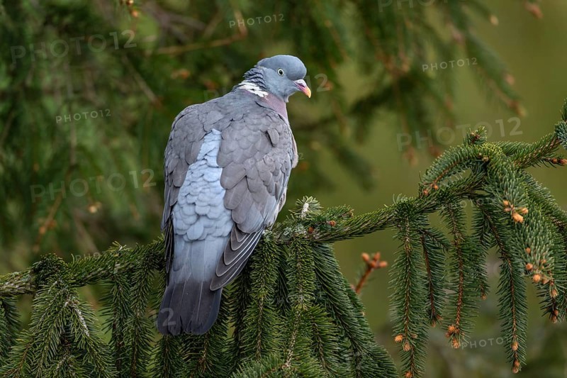 Wood pigeon (Columba palumbus) resting on the branch of a spruce tree, Germany