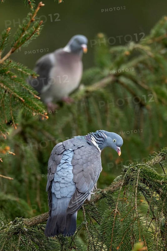 A pair of wood pigeons (Columba palumbus) are attentively observing something below them, Germany