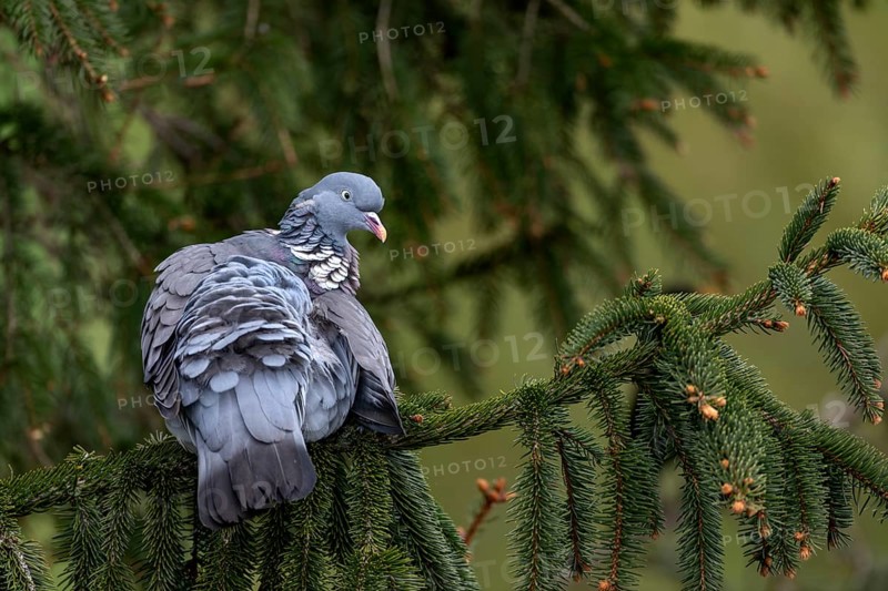A wood pigeon (Columba palumbus) grooming its feathers, Germany