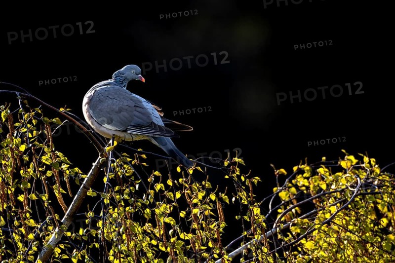 Before the wood pigeon (Columba palumbus) begins to groom its feathers, it looks in all directions, Germany