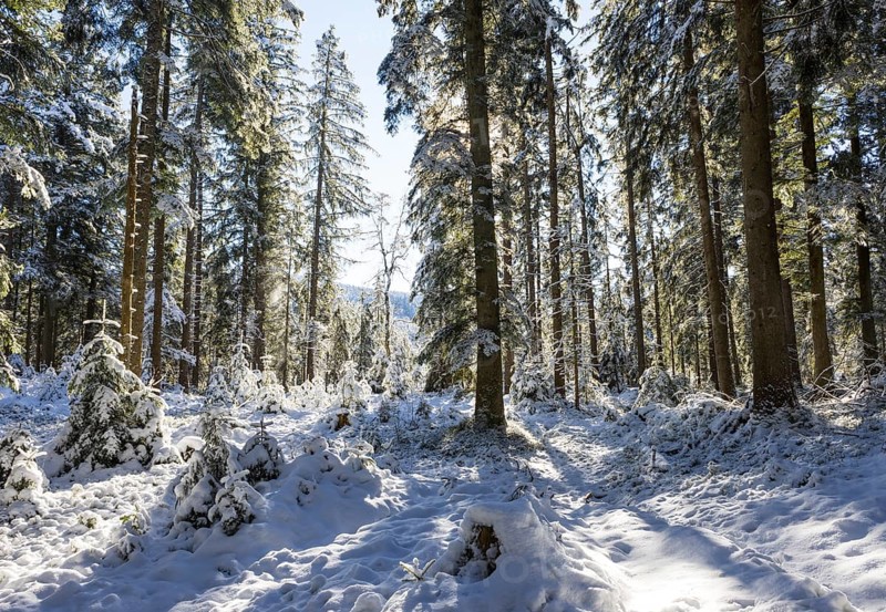 Snowy winter forest in morning sunlight, Mondseeland, Salzkammergut, Upper Austria, Austria