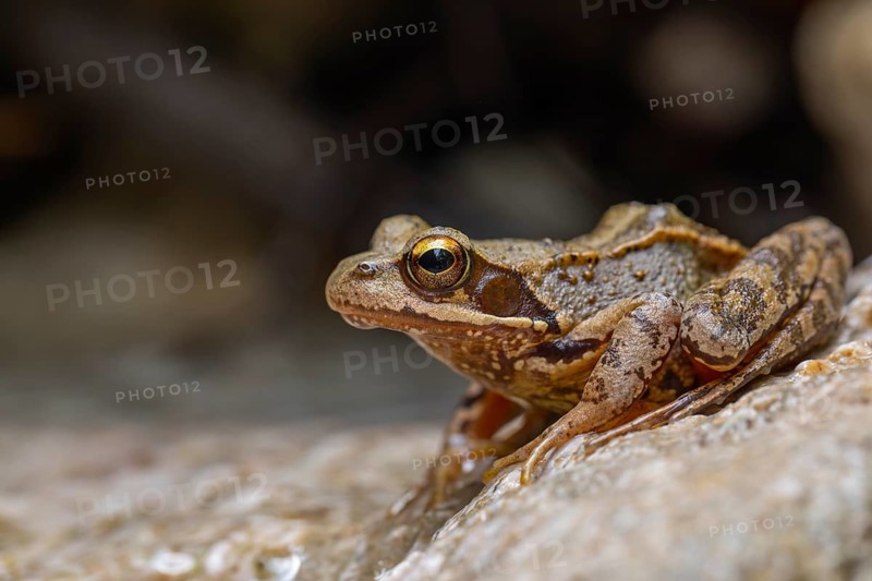The Common Frog (Rana temporaria) near Bad Reichenhall in the Alps. The Common Frog in the clear water of the mountain stream