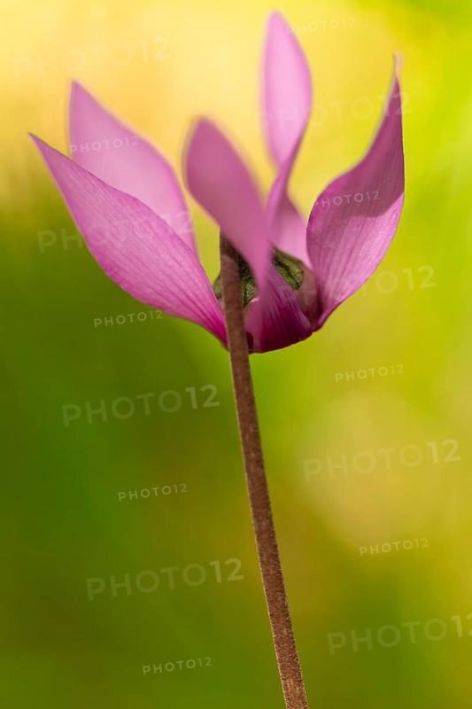 Delicate cyclamen blossom in Bad Reichenhall. Close-up of flowers on hiking trail in the Alps