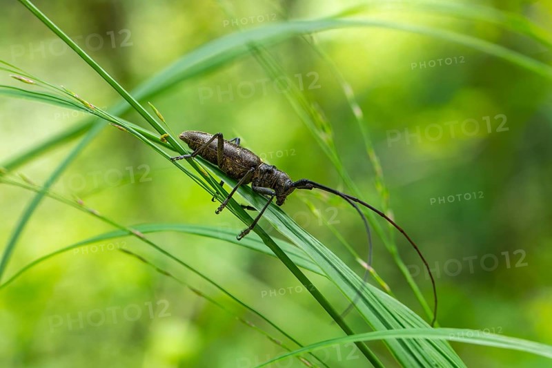 Close-up of a monochrome longhorn buck on a blade of grass in a natural setting. Bad Reichenhall, Germany