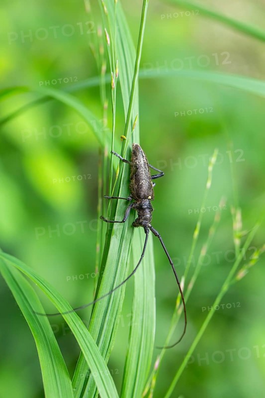 Close-up of a monochrome longhorn buck on a blade of grass in a natural setting. Bad Reichenhall, Germany