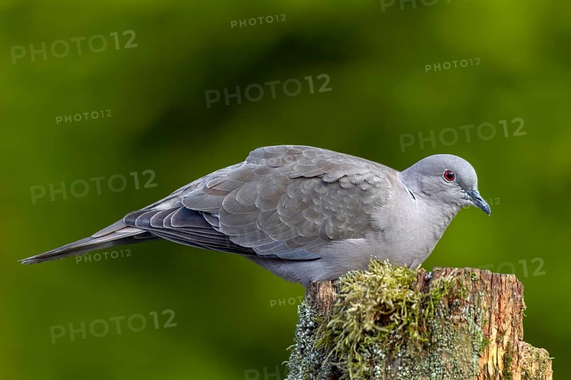 A Eurasian collared dove (Streptopelia decaocto) using a tree trunk as a perch, foraging, Germany