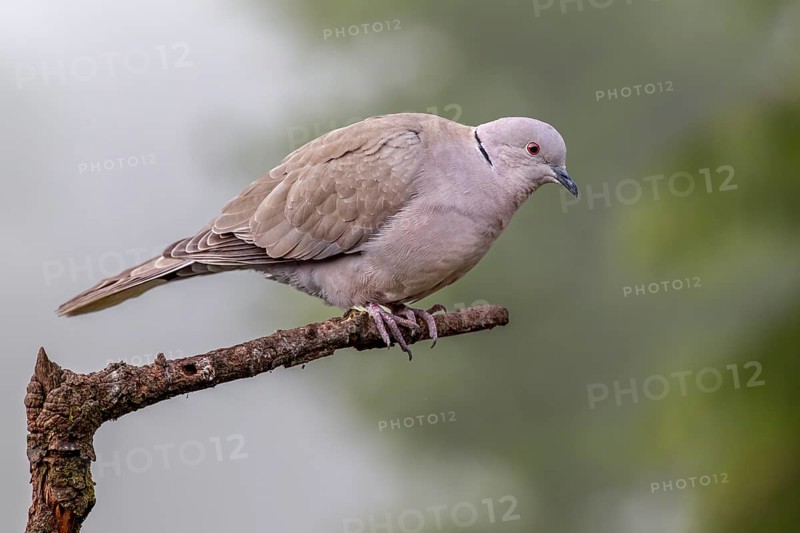 A Eurasian collared dove (Streptopelia decaocto) uses a branch as a perch, Germany