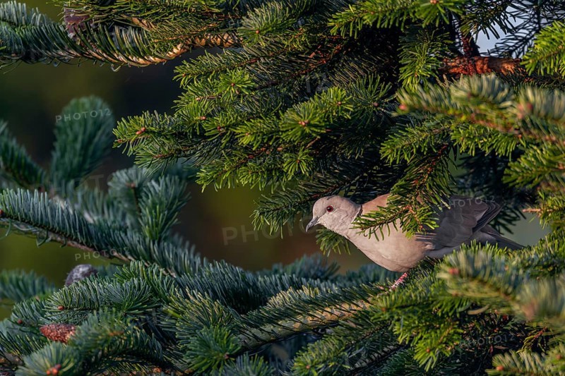 The Eurasian collared dove (Streptopelia decaocto) peers suspiciously out of the sheltering spruce branches, morning light, shelter, Germany