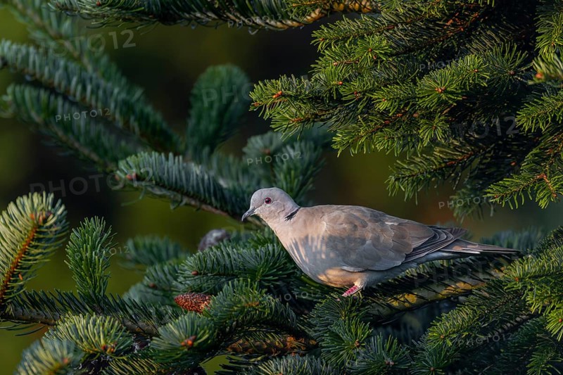 Slowly the Eurasian collared dove (Streptopelia decaocto) leaves its safe resting place on the trunk of a spruce tree, morning light, protection, Germany