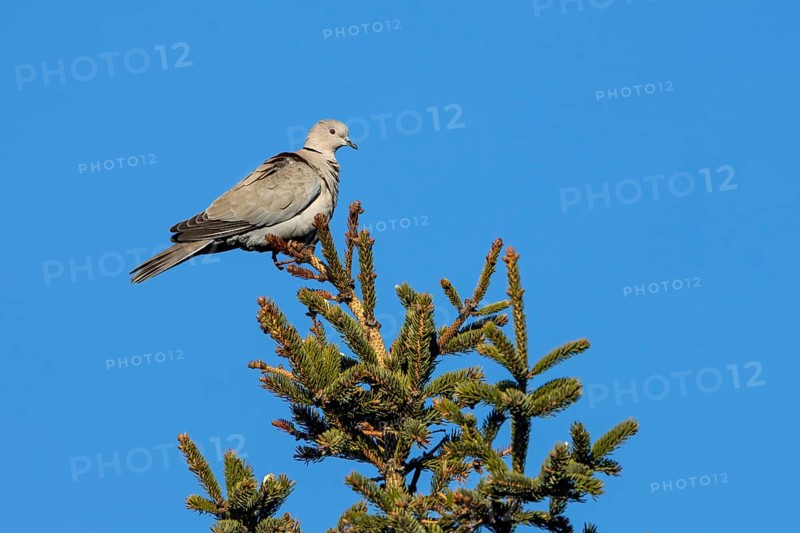 For a brief moment, the Eurasian collared dove (Streptopelia decaocto) sits on the top of a spruce tree, perch, Denmark