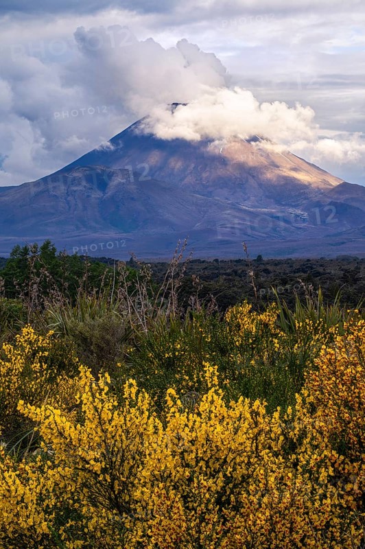 Mount Ngauruhoe in the evening at sunset. Blooming broom in the foreground. Tongariro National Park, North Island, New Zealand