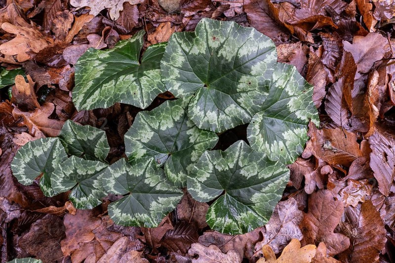 Cyclamen hederifolium (Cyclamen hederifolium), Emsland, Lower Saxony, Germany