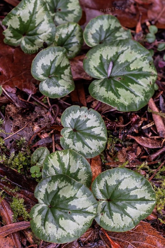 Early spring cyclamen (Cyclamen coum), Emsland, Lower Saxony, Germany