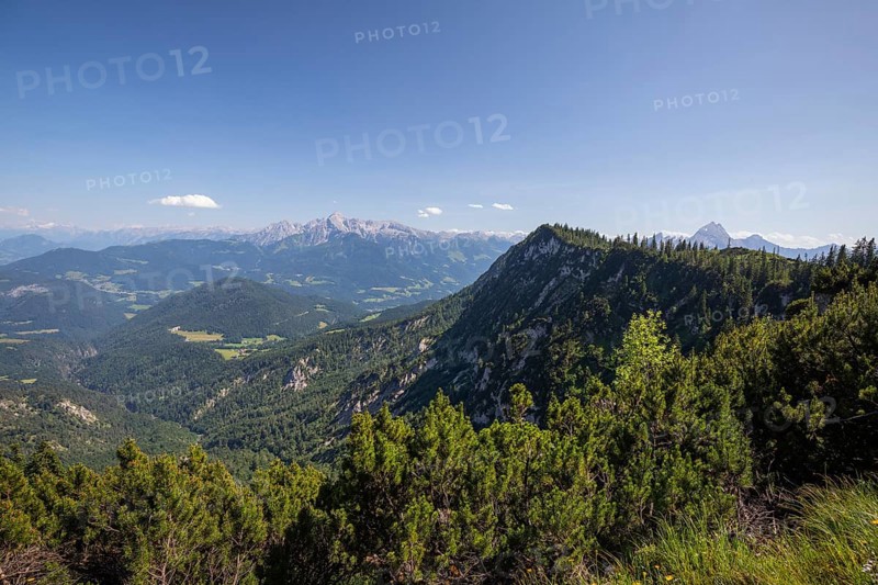 StÃ¶rhausweg in summer with mountain pine in the foreground, hiking trail to the Berchtesgaden High Throne, with views of the Berchtesgadener Land and Watzmann. germany