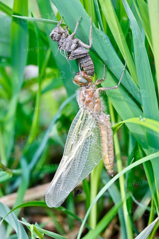 Hairy dragonfly (Brachytron pratense), freshly hatched animal on a reed stem with exuviae, Peene Valley nature park Park, Mecklenburg-Western Pomerania, Germany