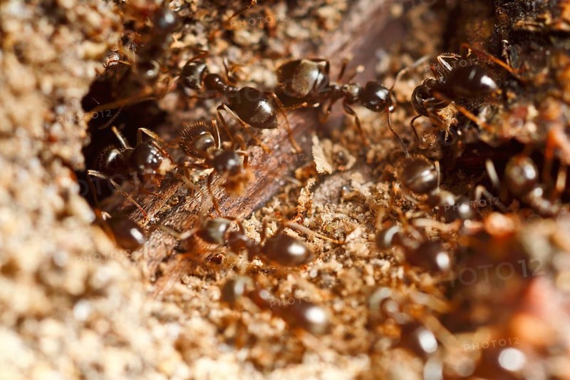Lasius fuliginosus (Lasius fuliginosus), workers at the nest, ants inhabiting dead wood, Peene Valley nature park Park, Mecklenburg-Western Pomerania, Germany