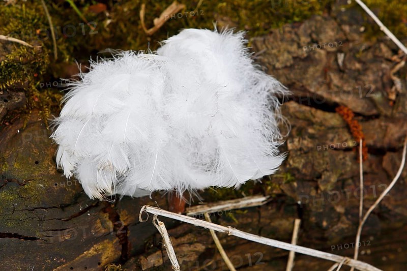 Mute swan (Cygnus olor), tuft of down feathers, Peene Valley nature park Park, Mecklenburg-Western Pomerania, Germany