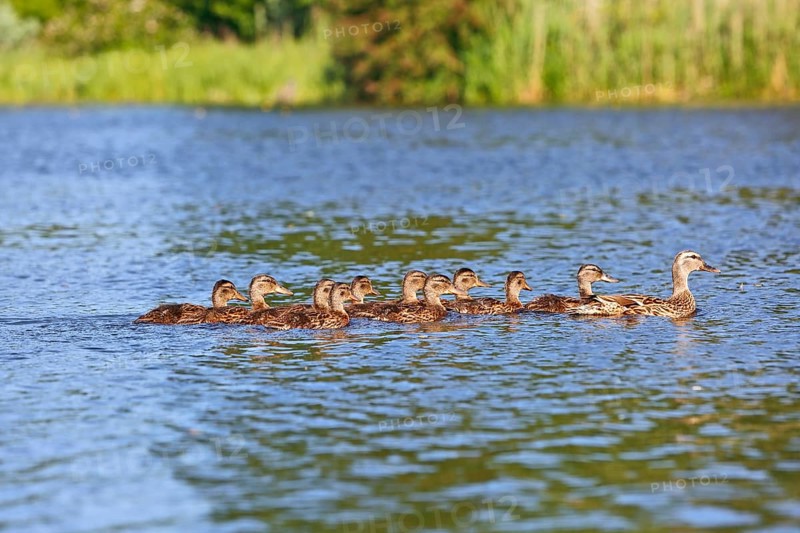 Mallard (Anas platyrhynchos), adult bird leading offspring through the water, Peene Valley nature park Park, Mecklenburg-Western Pomerania, Germany