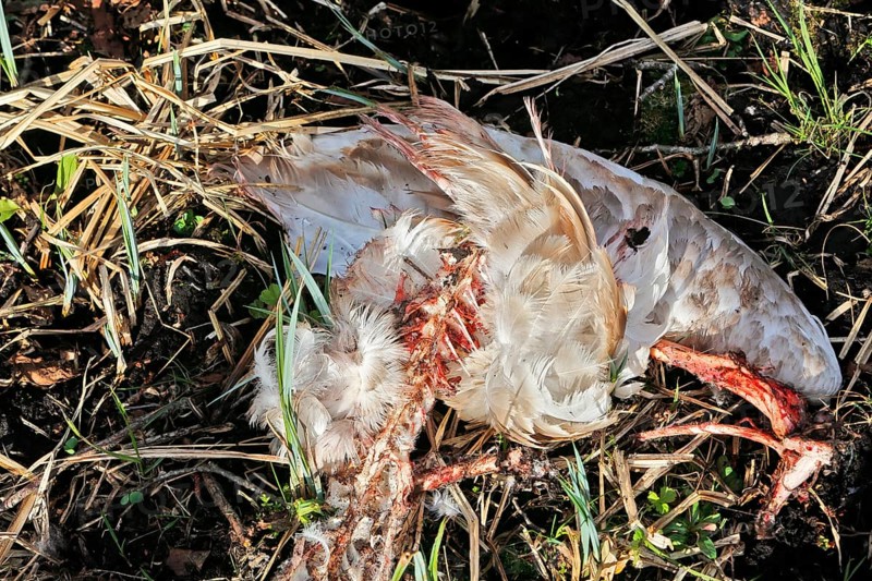 Mute swan (Cygnus olor), remains of a killed animal, predator, Peene Valley nature park Park, Mecklenburg-Western Pomerania, Germany
