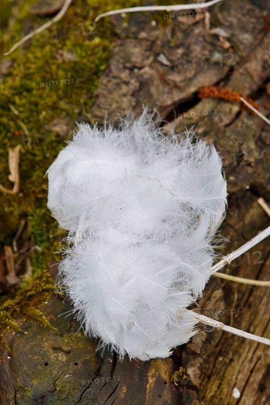 Mute swan (Cygnus olor), tuft of down feathers, Peene Valley nature park Park, Mecklenburg-Western Pomerania, Germany
