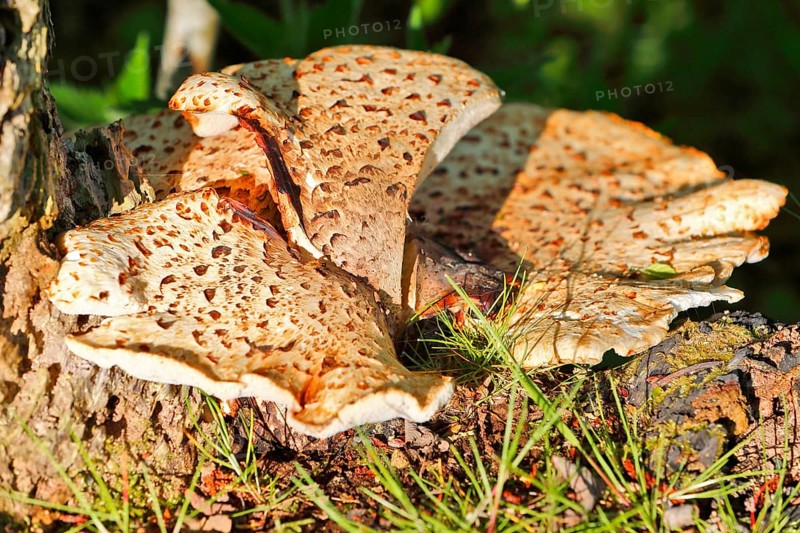 Scaly stem porling (Cerioporus squamosus) on dead wood, Peene Valley nature park Park, Mecklenburg-Western Pomerania, Germany