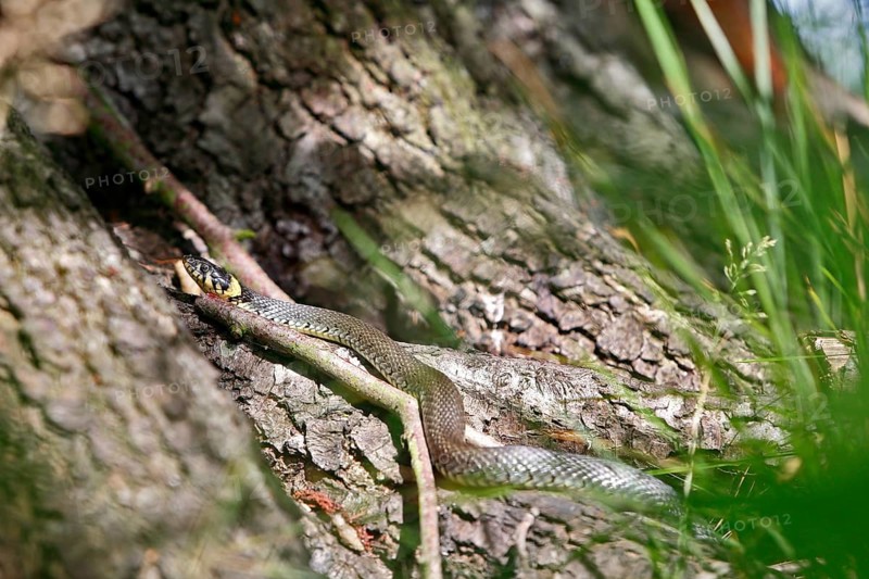 Grass snake (Natrix natrix), resting animal in the sun, grass snake sunbathing, Peene Valley nature park Park, Mecklenburg-Western Pomerania, Germany