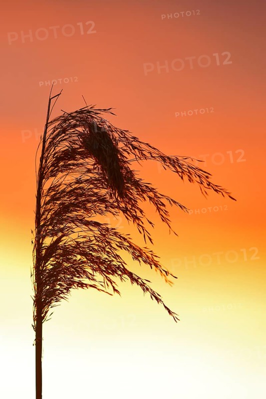 Reed grass seeds at sunset, reed tassel, Peenetal nature park Park, Mecklenburg-Western Pomerania, Germany