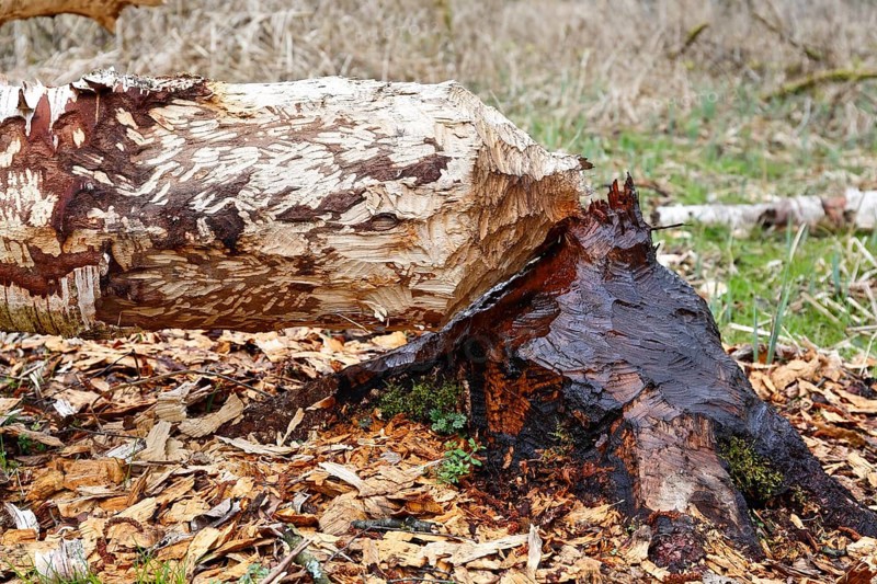 Beaver (Castor fibre), tree felled by a beaver, activities of a beaver, beaver cutting, Peene Valley nature park Park, Mecklenburg-Western Pomerania, Germany