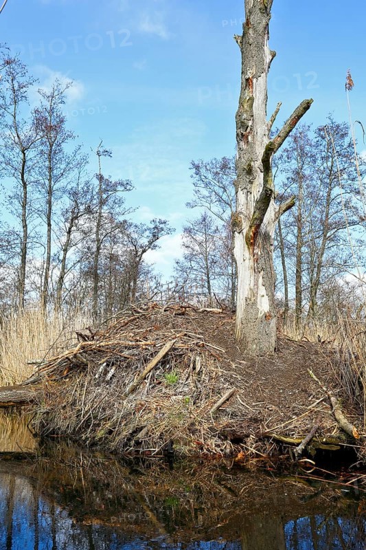 Beaver (Castor fibre), castle of a beaver on the banks of the Peene, dwelling of a beaver, Peene Valley nature park Park, Mecklenburg-Western Pomerania, Germany