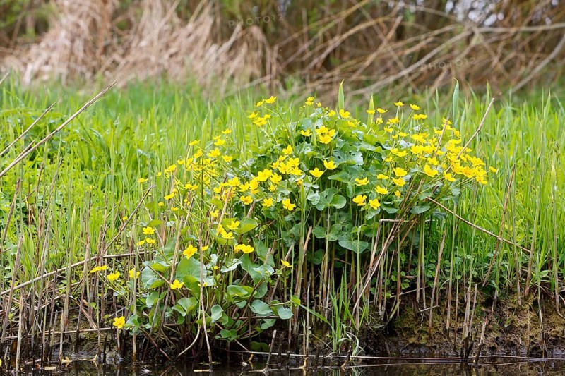 Marsh marigold (Caltha palustris), flowers in a wetland habitat, Peene Valley nature park Park, Mecklenburg-Western Pomerania, Germany