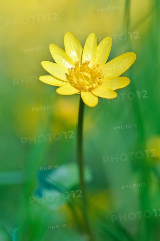 Lesser celandine (Ficaria verna, synonym: Ranunculus ficaria L.), flowers in a damp location, Peene Valley nature park Park, Mecklenburg-Western Pomerania, Germany