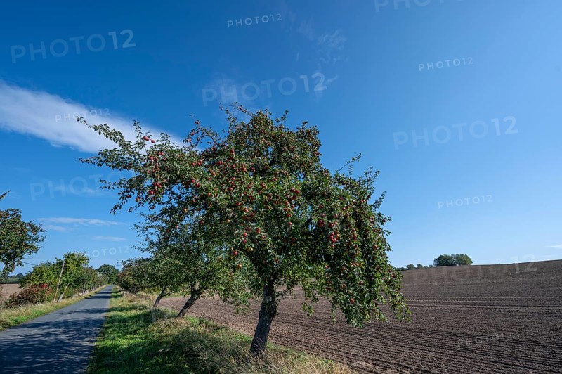 Apple tree avenue (Malus) with ripe fruit on a country road, Othenstorf, Mecklenburg-Vorpommern, Germany