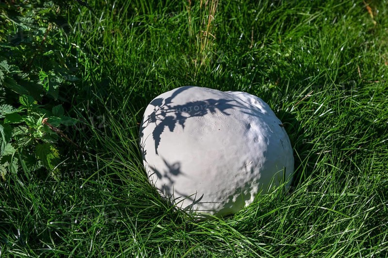 Giant bovist, approx. 50 cm in diameter, in a meadow, Mecklenburg-Western Pomerania, Germany