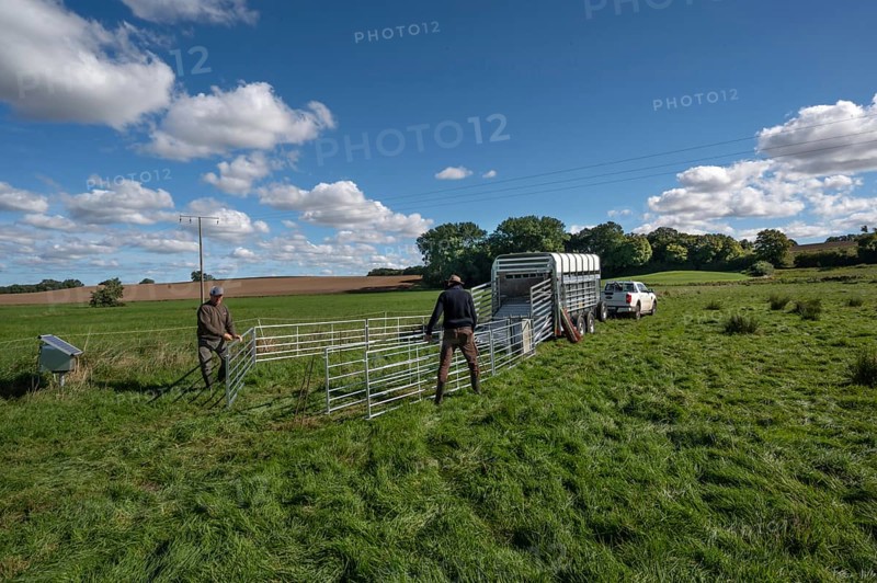 Shepherds build a ferch and prepare sheep load with a double-decker animal transporter on the pasture, Rehna, Mecklenburg-Vorpommenrn, Germany