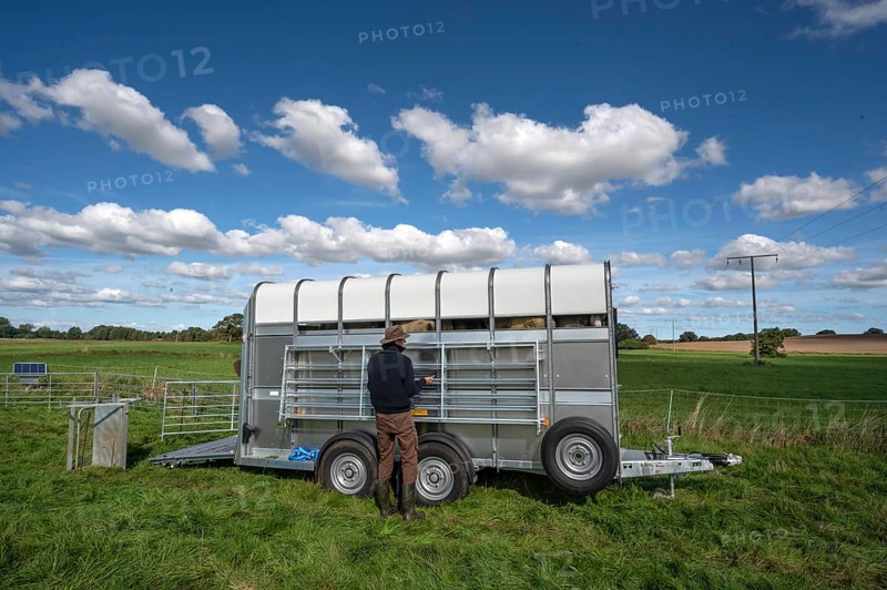After loading the sheep, shepherd dismantles the ferch in the pasture, Rehna, Mecklenburg. -Vorpommern, Germany