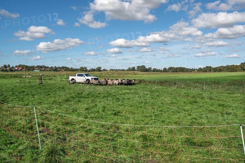 Sheep in a raised ferch in the pasture, Rehna, Mecklenburg-Western Pomerania, Germany
