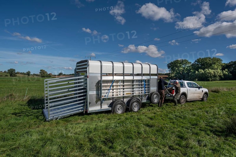 Shepherds prepare sheep loading on pasture with a double-decker animal transporter, Rehna, Mecklenburg-Vorpommenrn, Germany