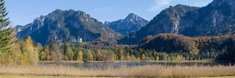 Panorama of the autumn reed bank on Schwansee, behind Neuschwanstein Castle near Hohenschwanga and the Tegelberg massif, Romantic Road, OstallgÃ¤u, Bavaria, Germany