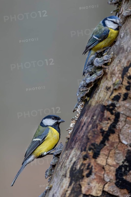 Slowly and respectfully, the much larger great tit (Parus major) approaches the smaller blue tit (Cyanistes caeruleus), tree fungi, Germany