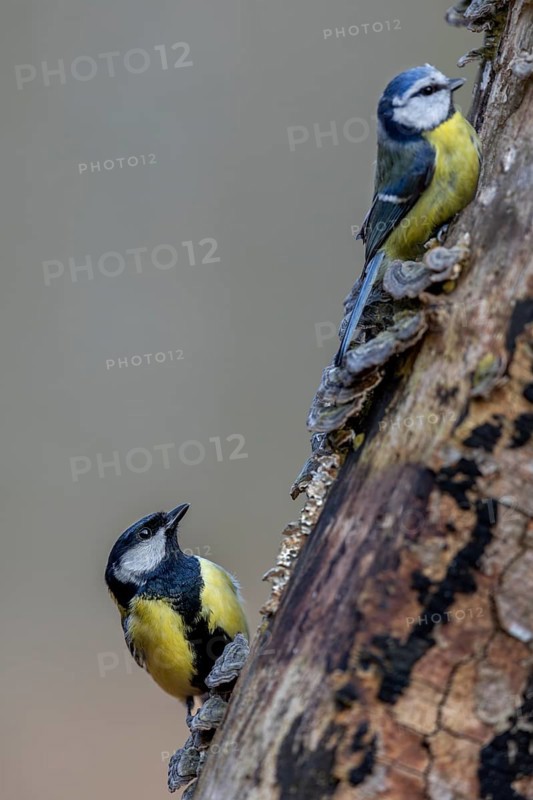Respectfully observing the much larger great tit (Parus major), the very combative blue tit (Cyanistes caeruleus), tree fungi, Germany