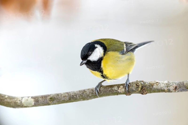 Great tit (Parus major) in winter on the branch of a copper beech, snow, Germany