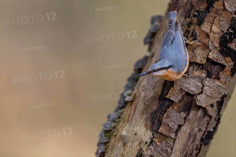 Nuthatch (Sitta europaea) looking for food on a beech branch, tree fungi, attentive, Germany