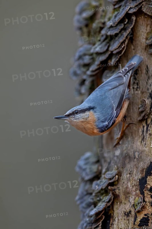 If the nuthatch (Sitta europaea) even senses danger, it remains motionless and carefully observes its surroundings, tree fungi, Germany