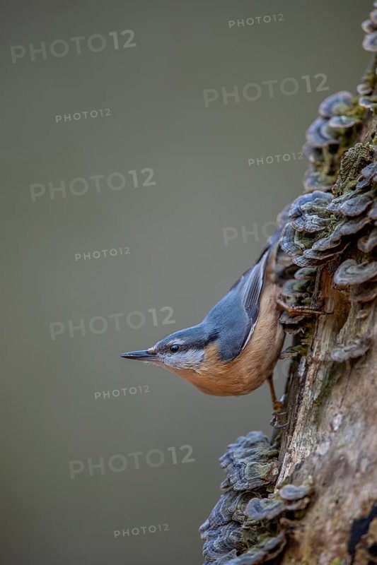 The nuthatch (Sitta europaea) searches upside down for food between butterfly stalks, tree fungi, attentive, Germany