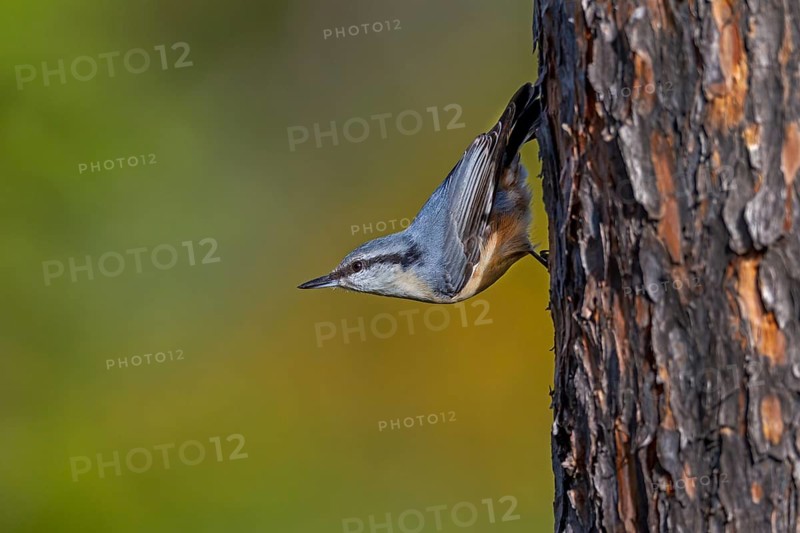 Scandinavian subspecies of nuthatch (Sitta europaea) with the typical white breast plumage, Sweden